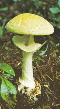 Amanita Citrina