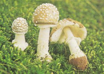 Amanita Pantherina