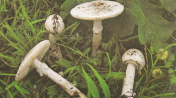 Amanita Verna