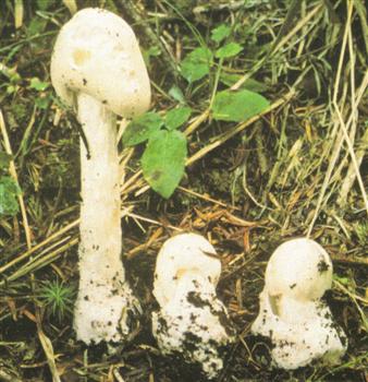 Amanita Virosa