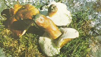 Boletus Castaneus
