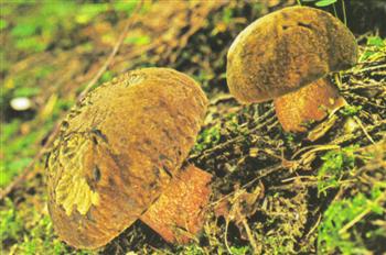 Boletus Erythropus