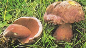 Boletus Purpureus