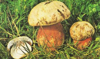 Boletus Satanas
