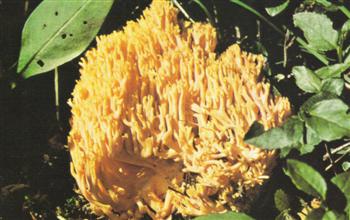 Clavaria Aurea