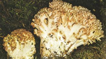 Clavaria Botrytis