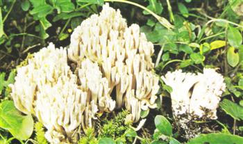 Clavaria Pallida