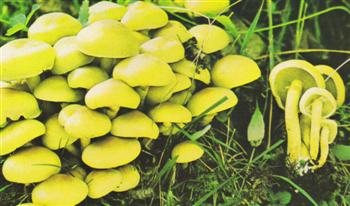 Hypholoma Fasciculare