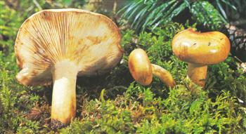 Lactarius Volemus