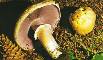 Psalliota Campestris