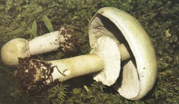 Psalliota Silvicola