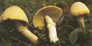 Rozites Caperata