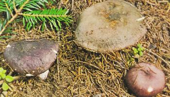 Russula Cyanoxantha