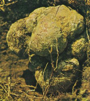 Tuber Magnatum